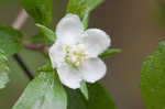 Dwarf hawthorn